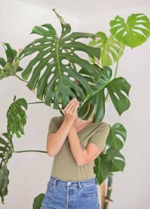 How to Care for Monstera Plants
